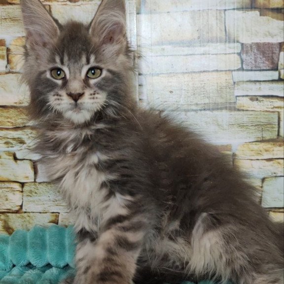 Maine Coon NOV Xana Polydactyl