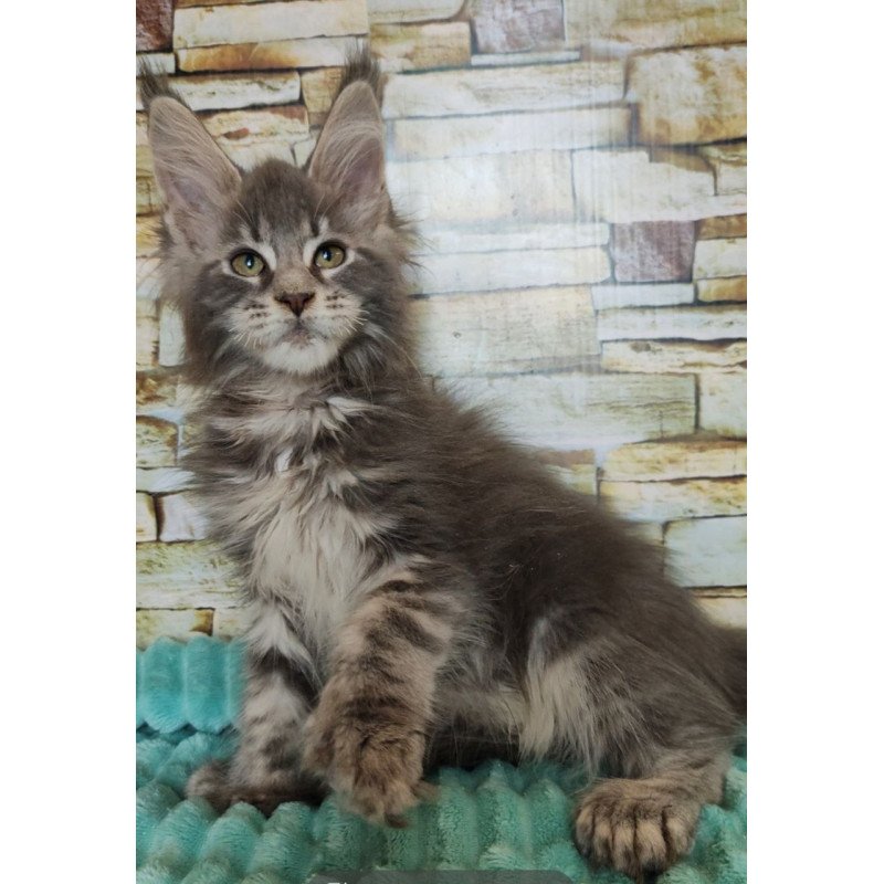 Maine Coon NOV Xana Polydactyl
