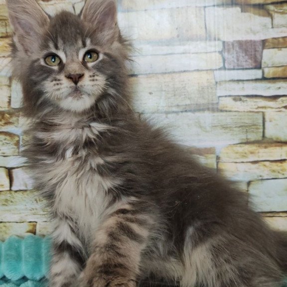 Maine Coon NOV Xana Polydactyl