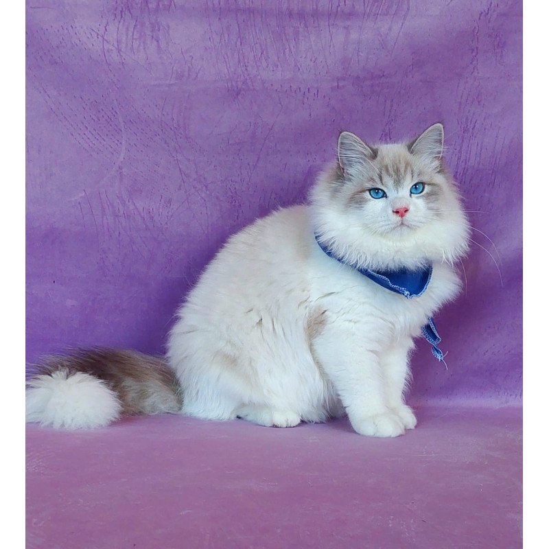 Siberian NOV Nummarius