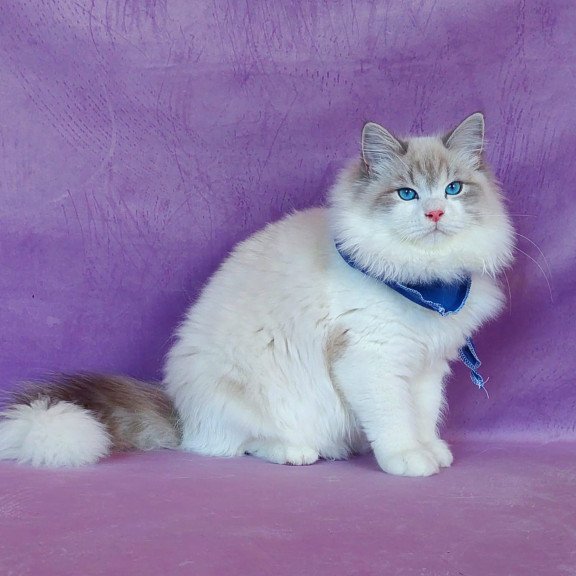 Siberian NOV Nummarius