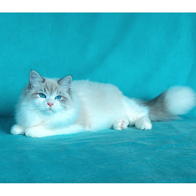 Siberian NOV Nummarius