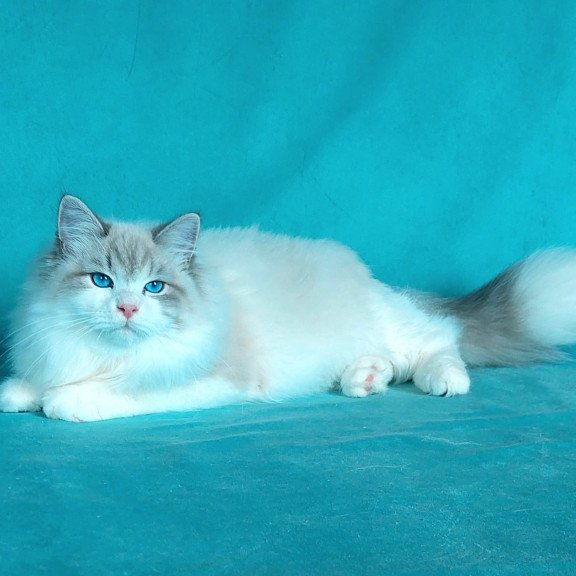 Siberian NOV Nummarius