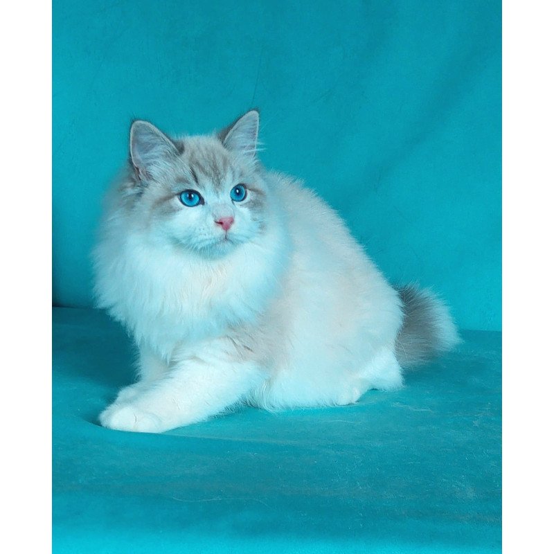 Siberian NOV Nummarius