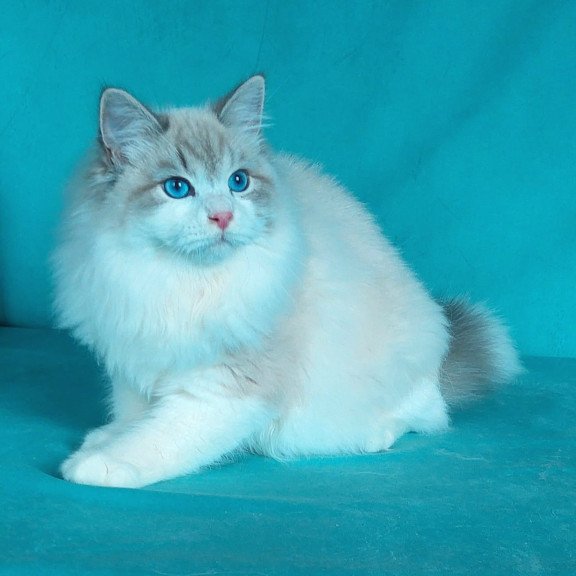 Siberian NOV Nummarius