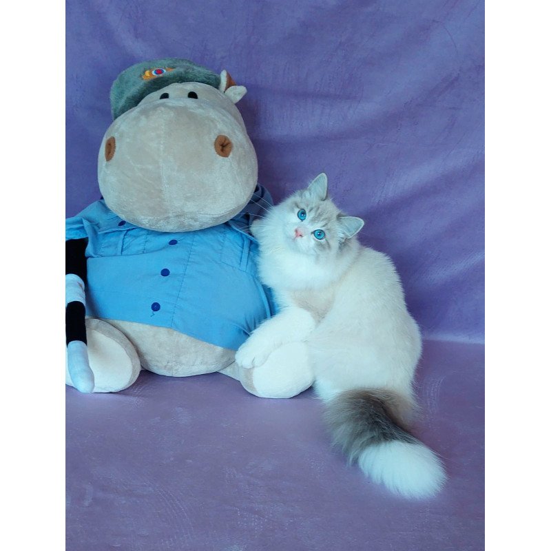 Siberian NOV Nummarius