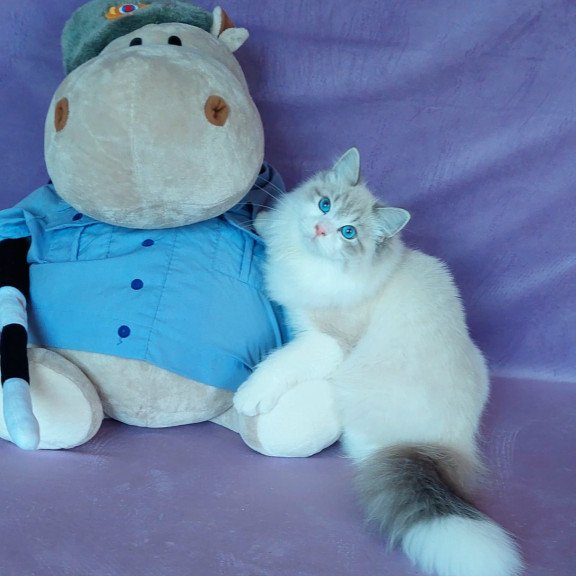 Siberian NOV Nummarius