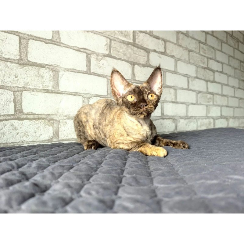 Devon Rex NOV Arnij