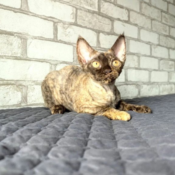 Devon Rex NOV Arnij