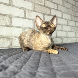 Devon Rex NOV Arnij