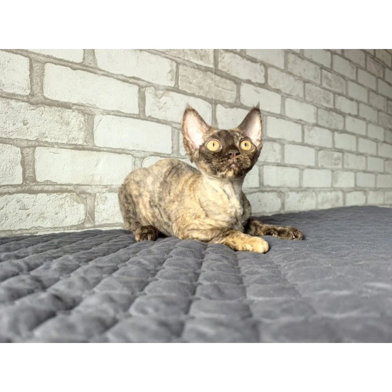 Devon Rex NOV Arnij