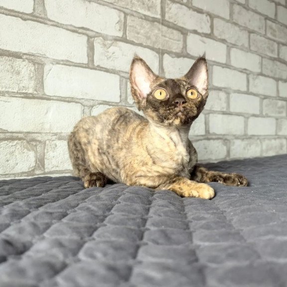 Devon Rex NOV Arnij