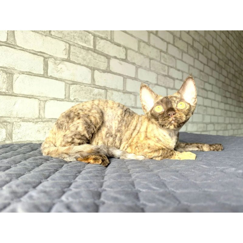 Devon Rex NOV Arnij