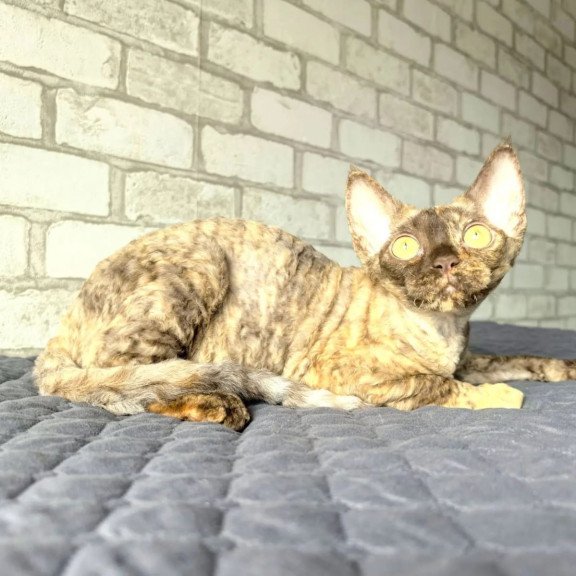 Devon Rex NOV Arnij