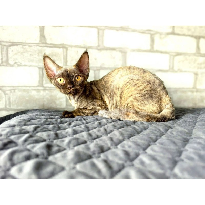 Devon Rex NOV Arnij