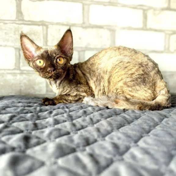 Devon Rex NOV Arnij