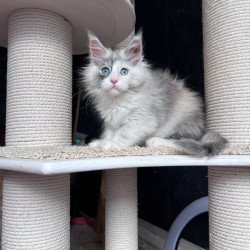 Maine Coon NOV Nino