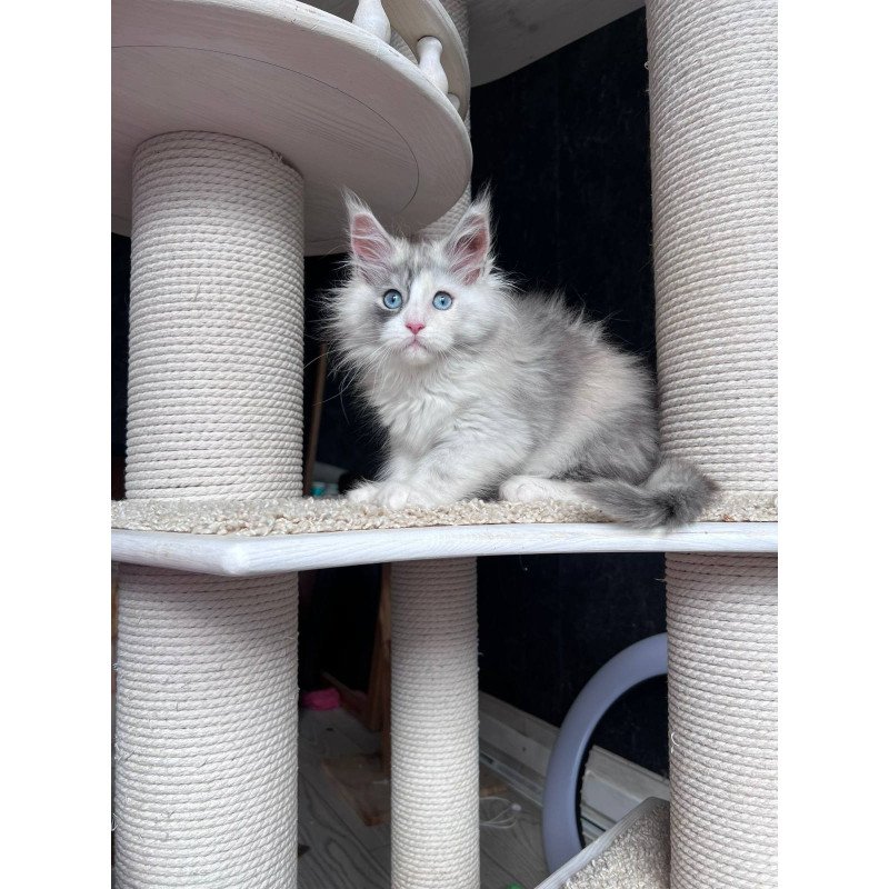 Maine Coon NOV Nino