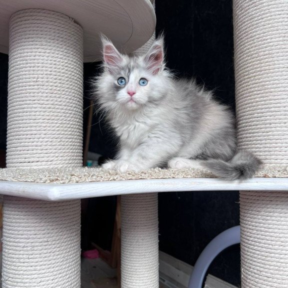 Maine Coon NOV Nino