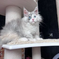Maine Coon NOV Nino