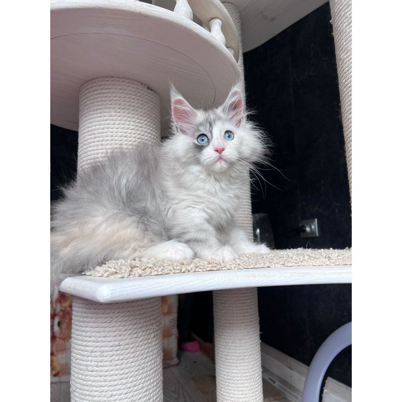 Maine Coon NOV Nino