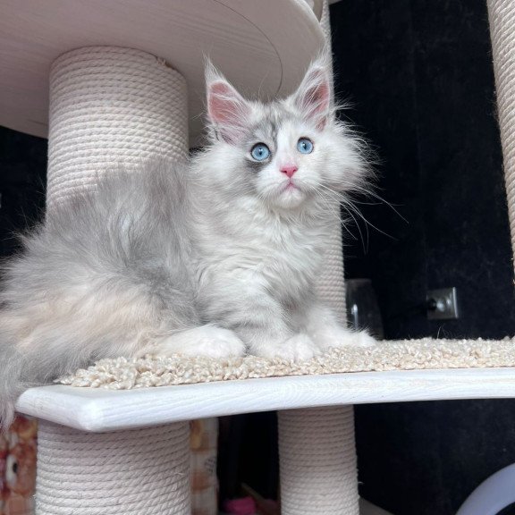 Maine Coon NOV Nino