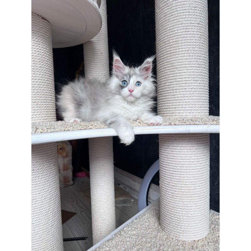 Maine Coon NOV Nino