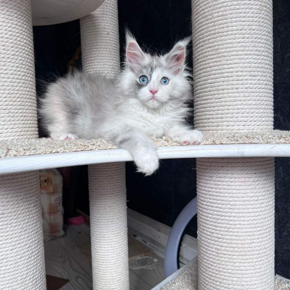 Maine Coon NOV Nino