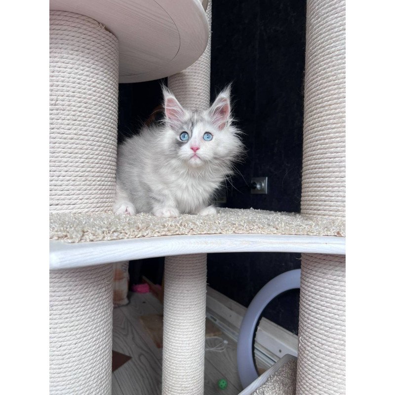 Maine Coon NOV Nino