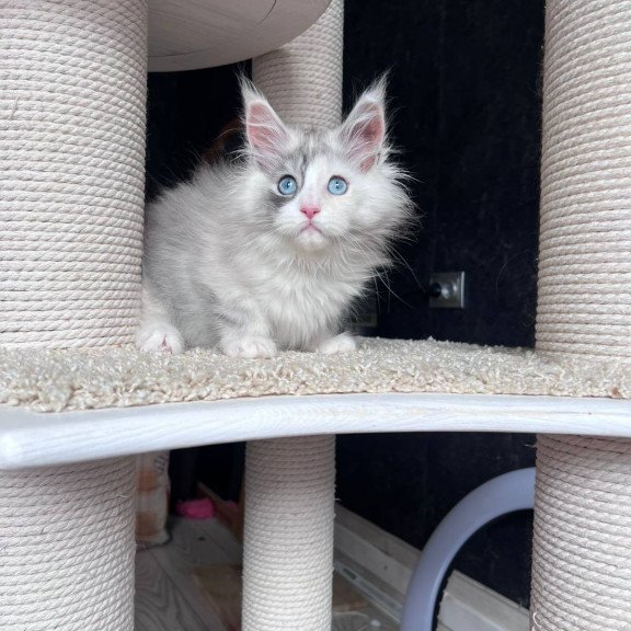 Maine Coon NOV Nino