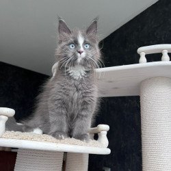 Maine Coon NOV Yuna