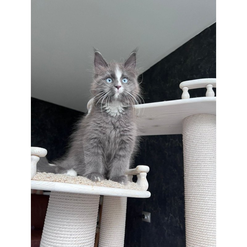 Maine Coon NOV Yuna