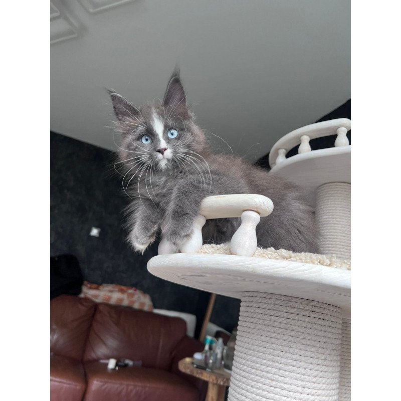 Maine Coon NOV Yuna