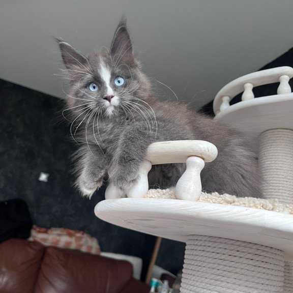 Maine Coon NOV Yuna