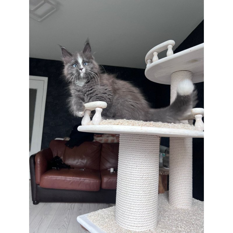 Maine Coon NOV Yuna