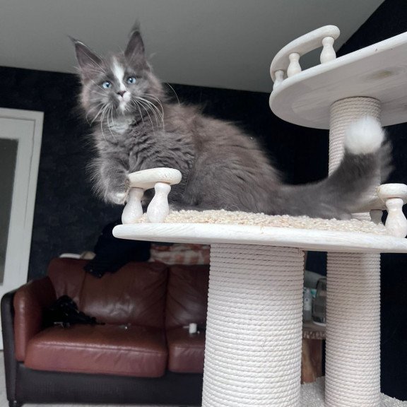 Maine Coon NOV Yuna