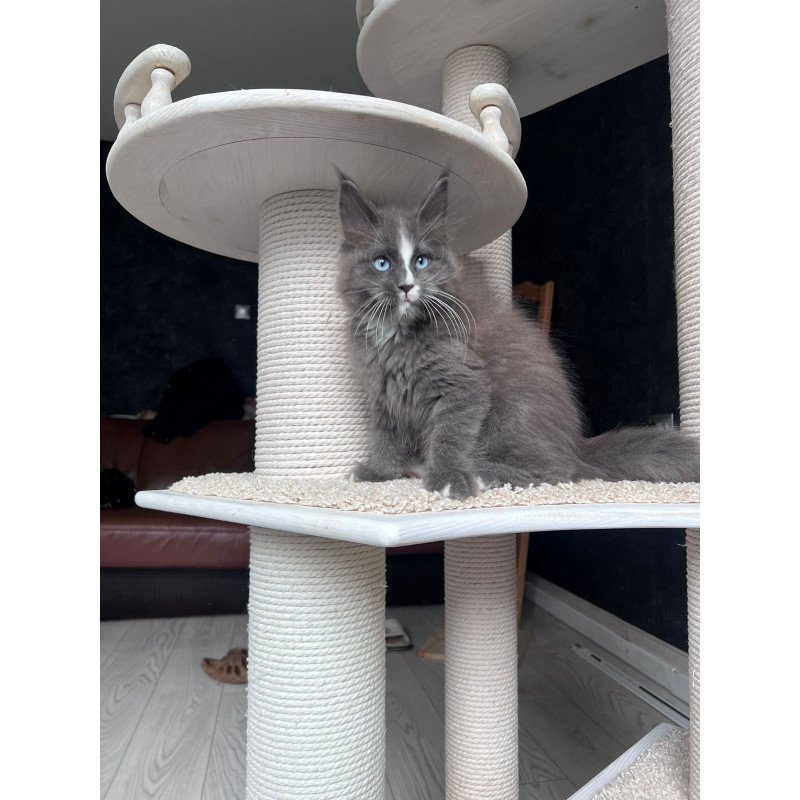Maine Coon NOV Yuna