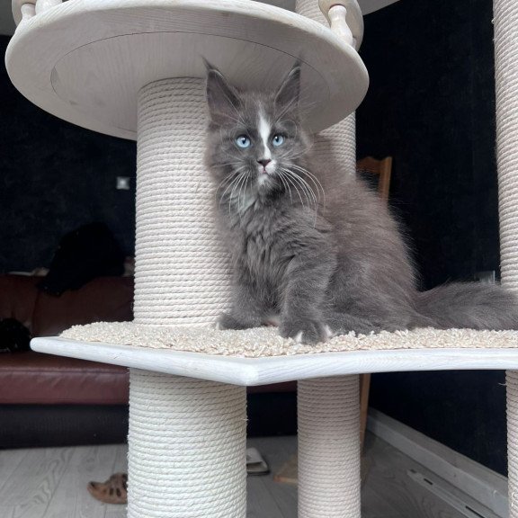 Maine Coon NOV Yuna