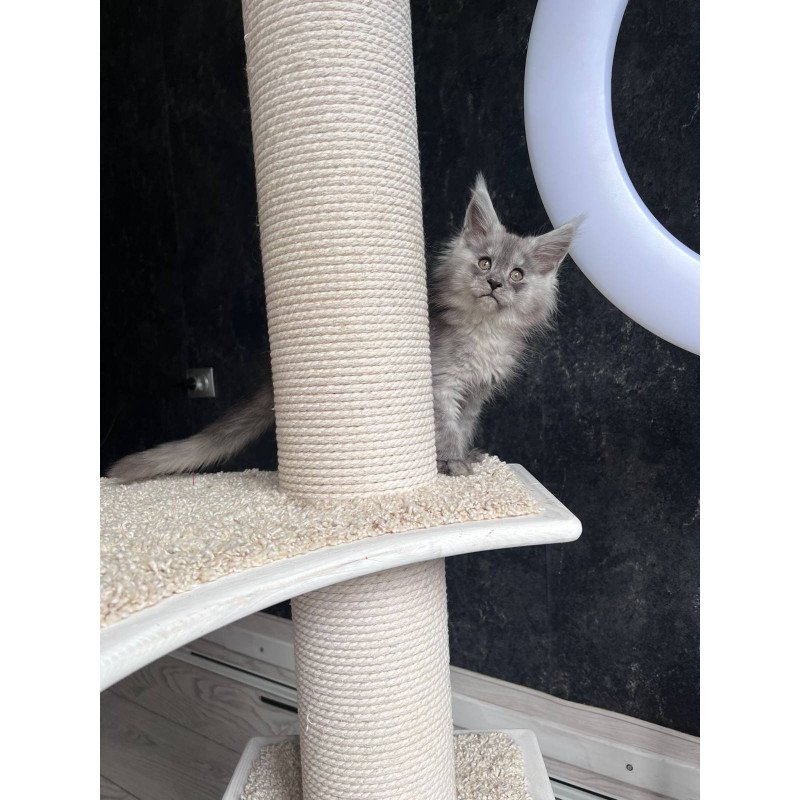 Maine Coon NOV Оlea