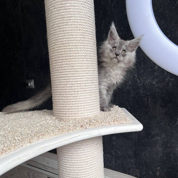 Maine Coon NOV Оlea