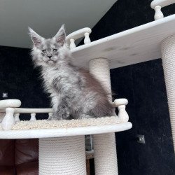 Maine Coon NOV Оlea