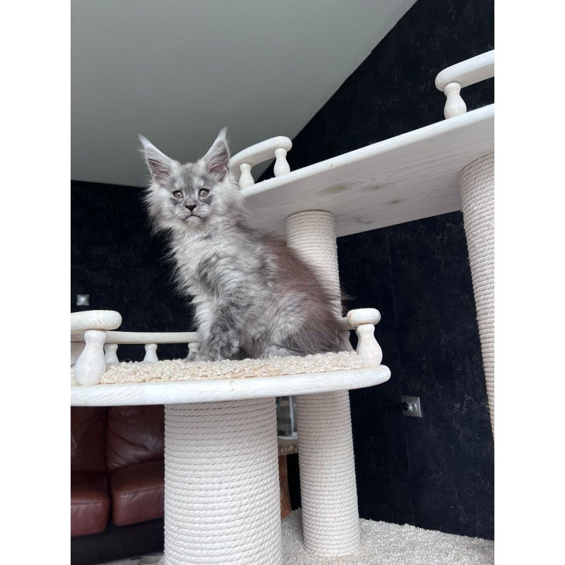 Maine Coon NOV Оlea