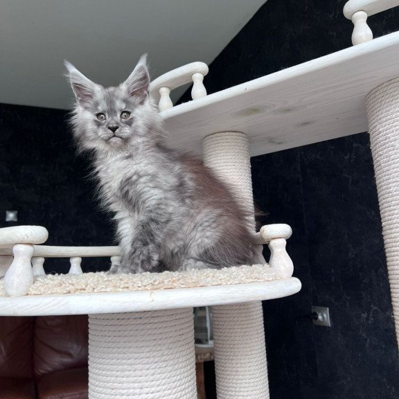 Maine Coon NOV Оlea