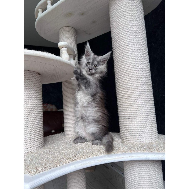 Maine Coon NOV Оlea