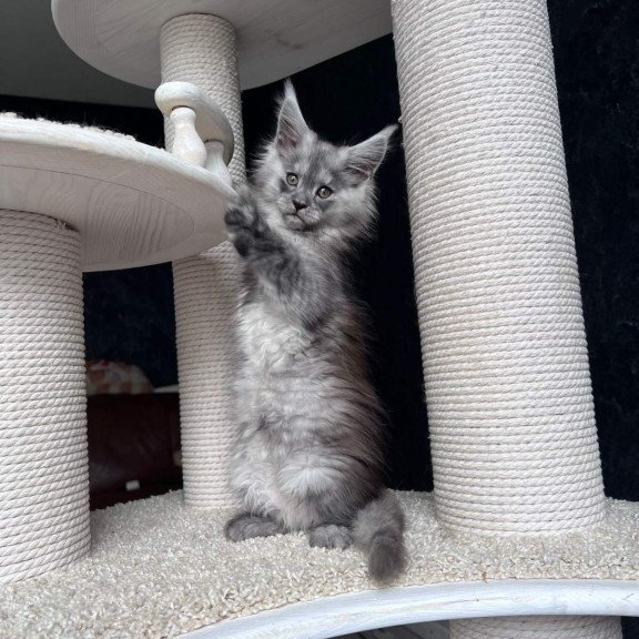 Maine Coon NOV Оlea