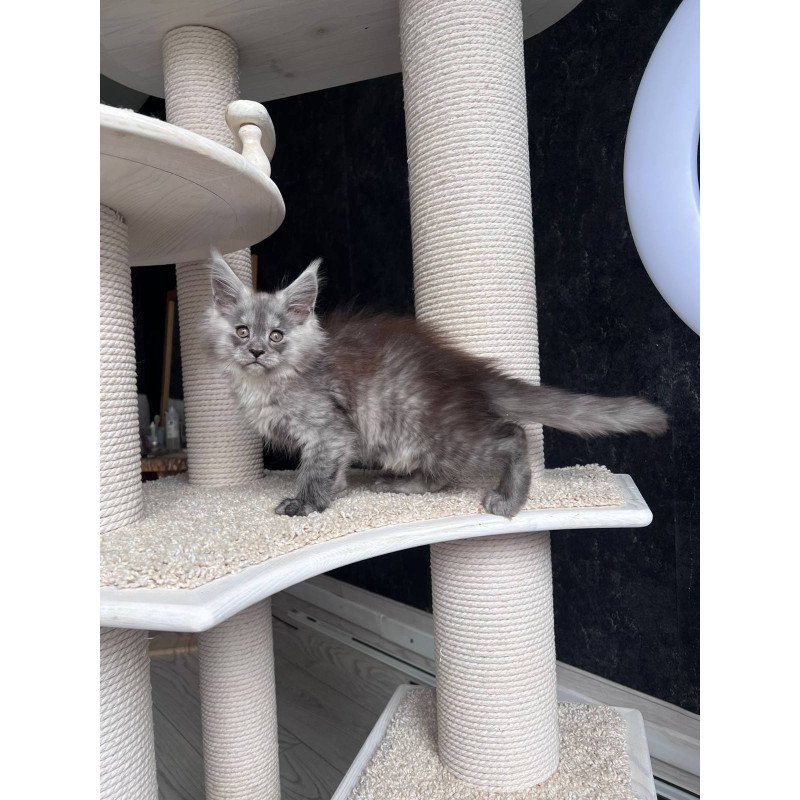 Maine Coon NOV Оlea