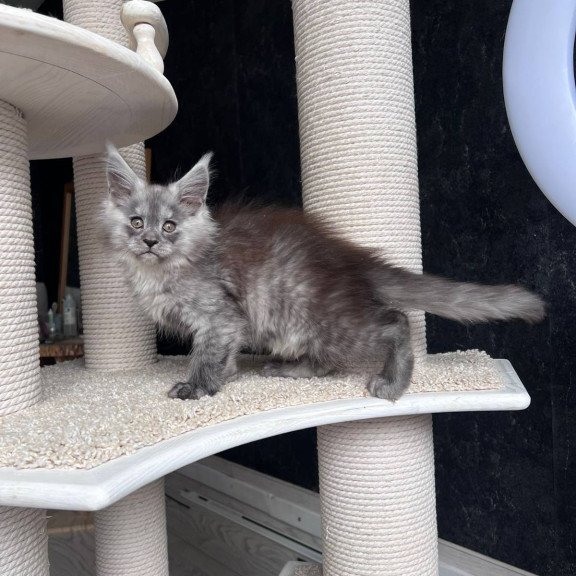 Maine Coon NOV Оlea