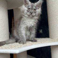 Maine Coon NOV Оlea