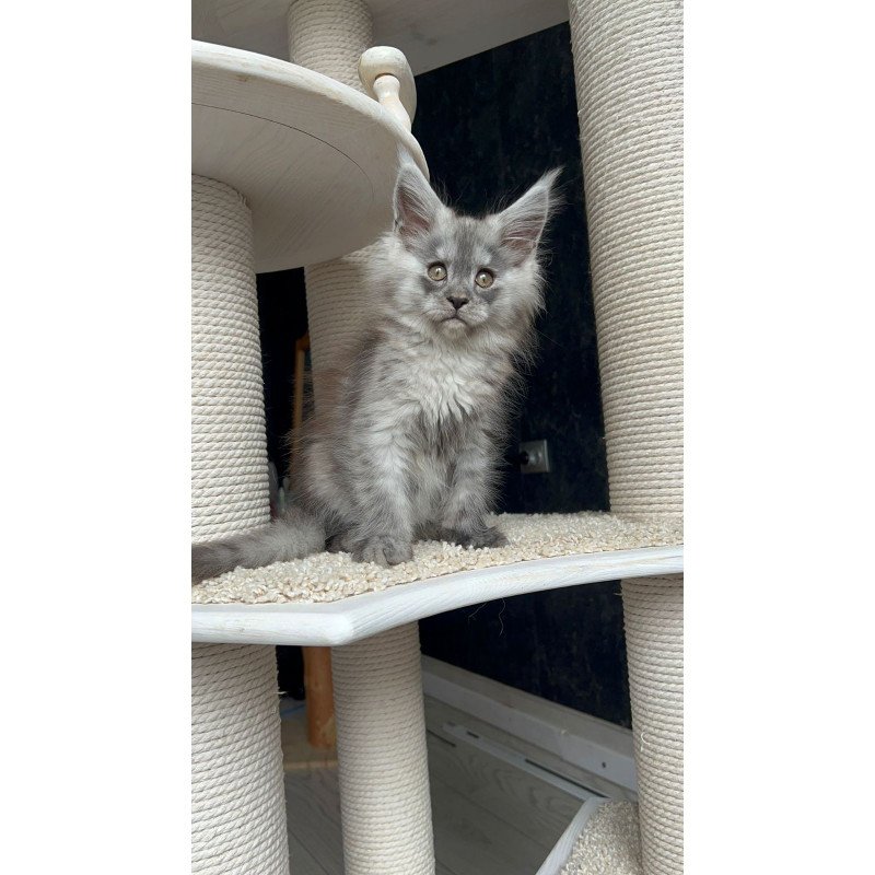 Maine Coon NOV Оlea