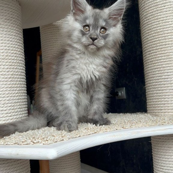 Maine Coon NOV Оlea